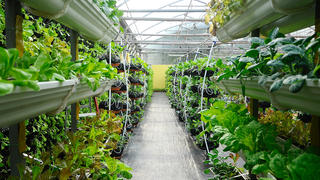 Photo of a greenhouse where vegetables can be grown above ground on vertically arranged trays.