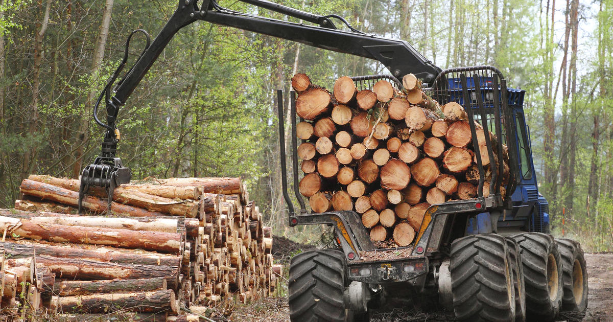 The Power of Oak: How Wood Fuels and Oak Logs are Revolutionizing Sustainable Energy