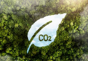Forêt avec une rivière en forme de feuille et une inscription CO2