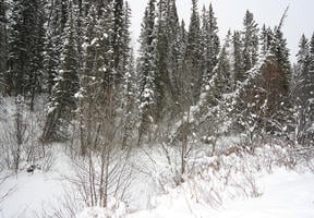 Forêts et océans : un rôle irremplaçable