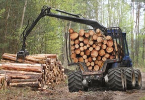 Transport du bois dans un tracteur