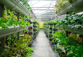 De nombreuses villes ont commencé à installer des fermes urbaines, où les plantes poussent hors sol, sous la lumière articifielle, avec apports d' eau et de fertilisants bien calibrés.   