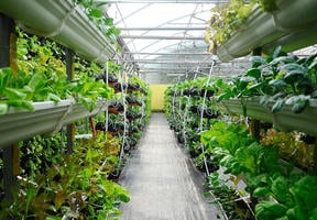Photo of a greenhouse where vegetables can be grown above ground on vertically arranged trays.