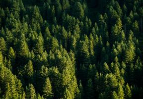 France's forest stock is the third-largest in Europe in terms of volume of wood, and expanding every year.