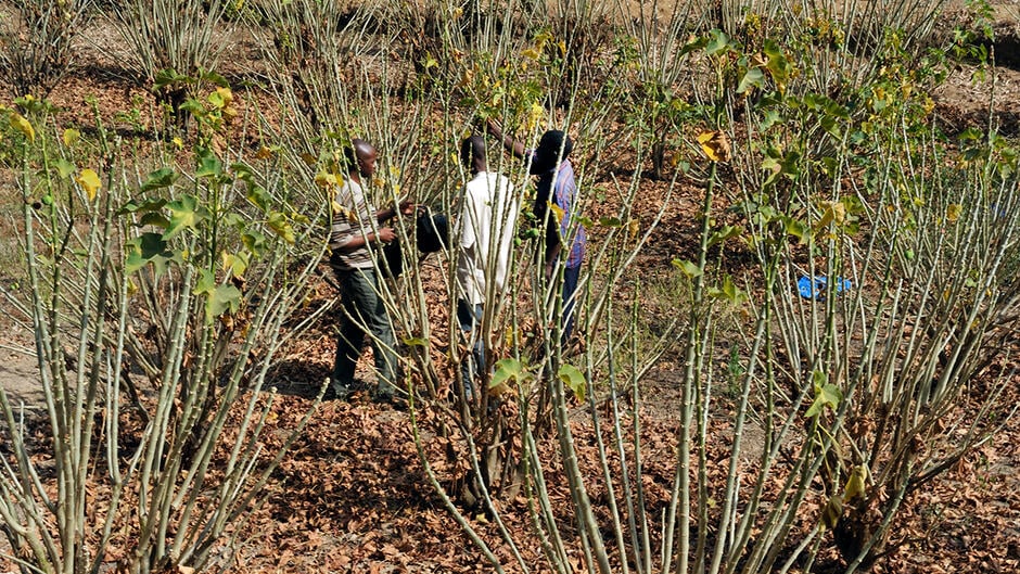 3 - Lignocellulose, or plant dry matter 