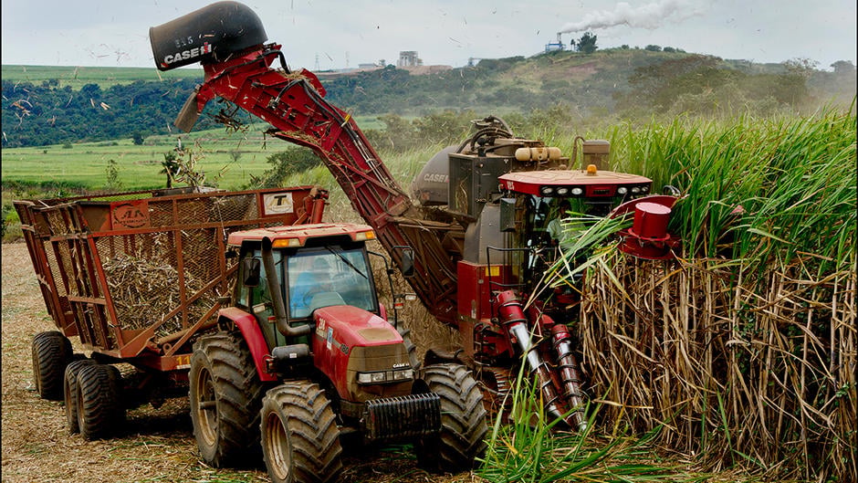 5 - A closer look at sugarcane 