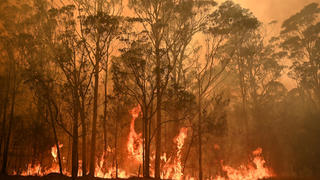 Incendie de forêt dans l'État de Nouvelle-Galles du Sud, dans le sud-est de l'Australie, en janvier 2020. La déforestation -accidentelle ou provoquée -réduit la capacité des sols à capter le CO<sub>2</sub>.