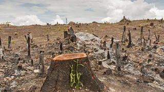 Comment maîtriser la déforestation ?