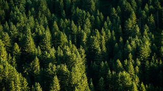 La forêt française : troisième d'Europe en volume de bois