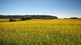 Agricultural and forest land can both emit and capture greenhouse gases.